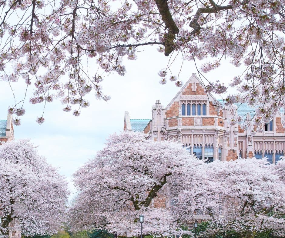 University of Washington blossoms